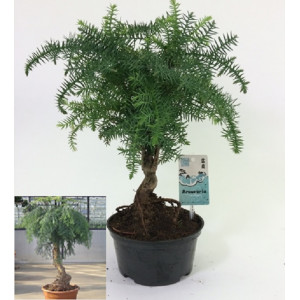 Араукария Каннингема